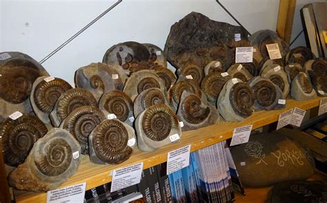 natural wonders whitby fossils.